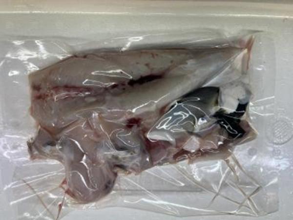 �y�����ʁz�V�R�g���t�O�@1.0kg�T�C�Y�i�g�����E�^��E�Ⓚ�j