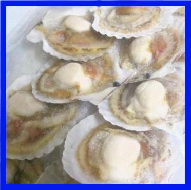 �y�����ʁz���������Θp�̗{�B�ЊL�z�^�e100���E�咆�T�C�Y��9-10cm/cp