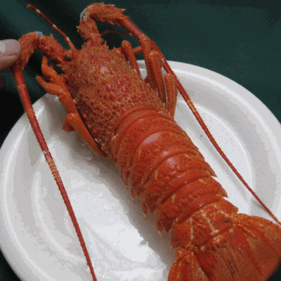 �y�����ʁz�P�������^���Ԃȃ{�C�����u�X�^�[/�C�Z�G�r�@170-220g���Scp