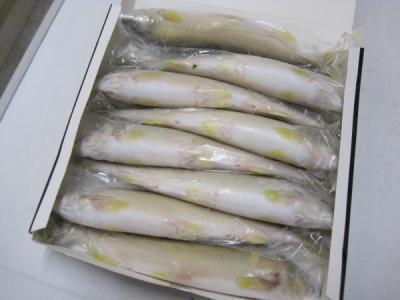 �y�����ʁz�t���b�V�����i����j��12��/kg�i��83���j�����Y�y�Ⓚ�zcp