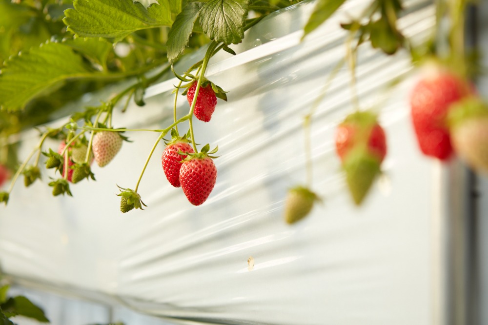 多用途【長野県産】冷凍イチゴ(苺)　2kgx1p