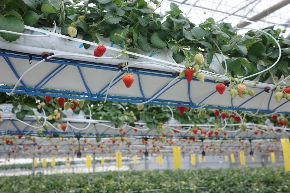 多用途【長野県産】冷凍イチゴ(苺)　2kgx1p