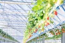 �X�܎ʐ^�E���S