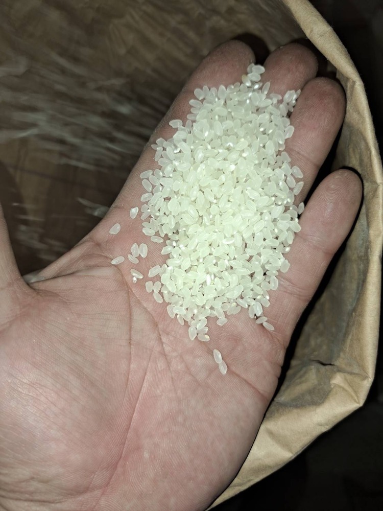 【2024年産】埼玉県産コシヒカリ10kg 2024年産】埼玉県産コシヒカリ玄米10kg