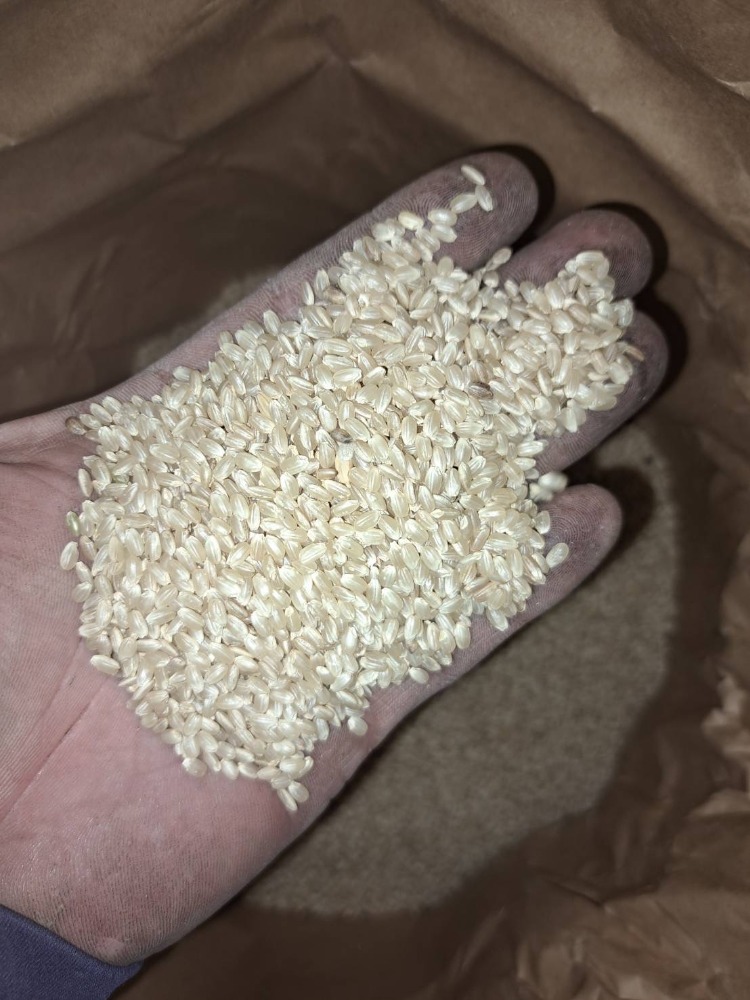 【精米済】埼玉県産 こだわり米 コシヒカリ 10kg 精米済】埼玉県産 こだわり米 コシヒカリ 10kg 【公式通販】