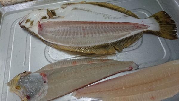 大分県産　養殖活け〆平目　　お刺身用　約0.8kg〜0.9kg