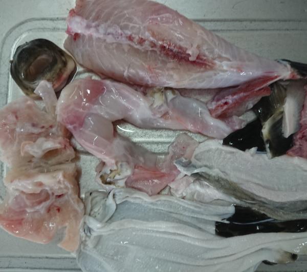 愛媛県産　養殖活ふぐ　約1kg〜１.2kg