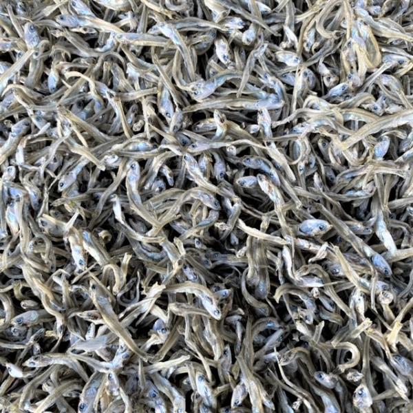 【業務用】周防大島産　ちかえり（約4cm）約8.5〜9.5kg　煮干し