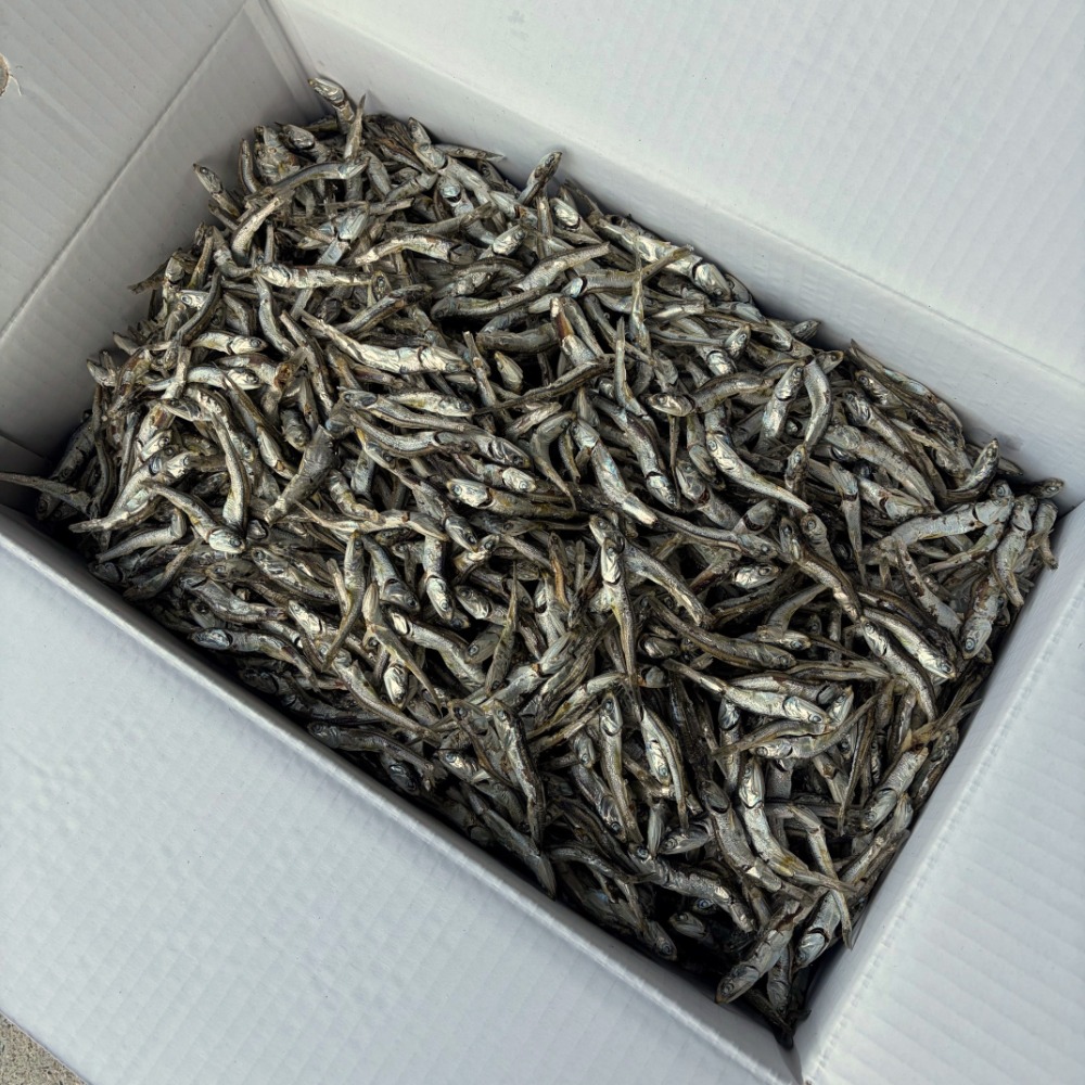 �y�����ʁz�y�����p�ϊ��z�R�����h�哇�Y�@�ϊ��@���肱�@�o�`�@8cm�O��