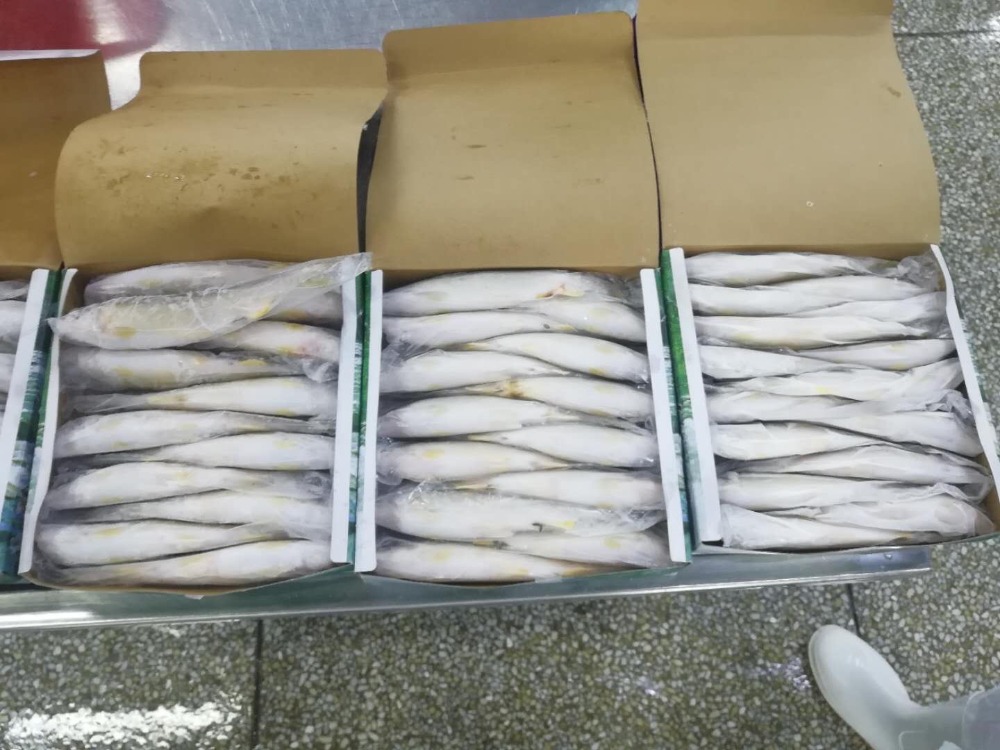 中国産　冷凍鮎　9尾10尾11尾　13尾14尾　各種