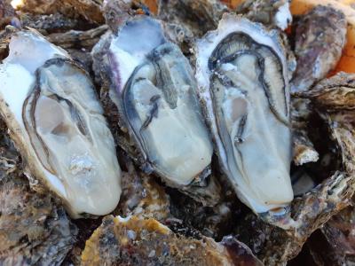 付き 牡蠣 殻 管理栄養士おすすめ！殻付き牡蠣を家で安全に美味しく食べる方法