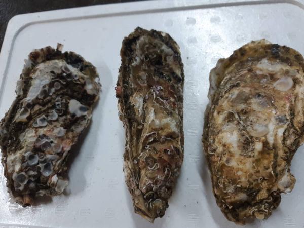 15kg　北海道　知内　殻付き牡蠣　冷凍