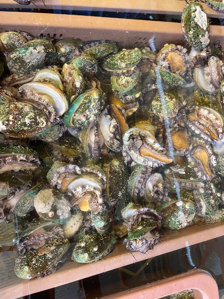 蝦夷アワビ　70−80gサイズ（韓国産・冷凍）10kg　