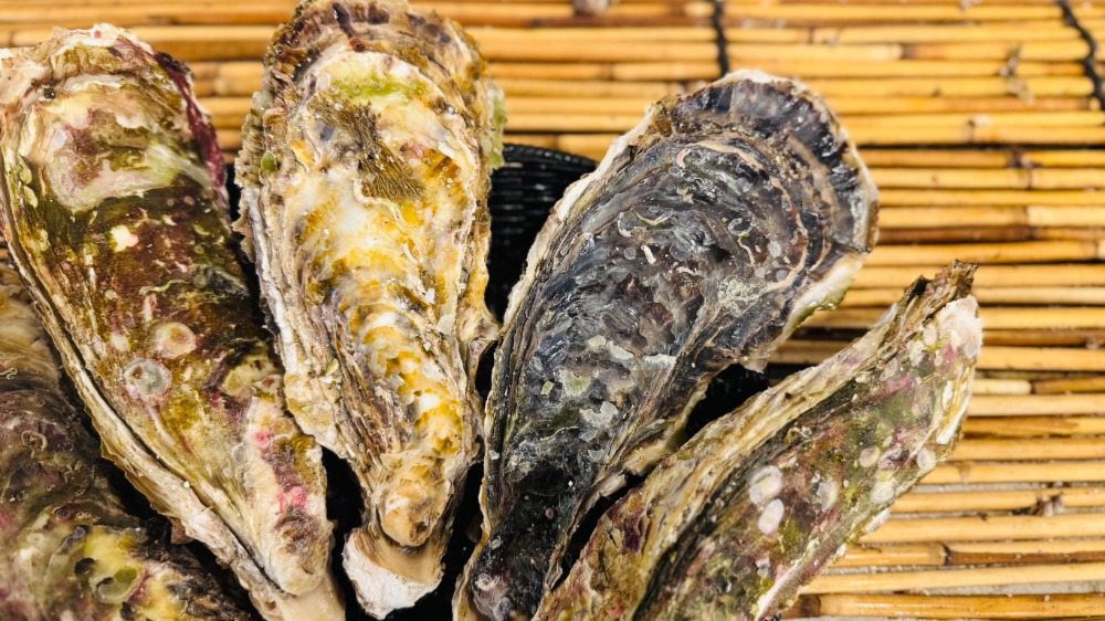 14kg　岩手県産　山田湾　殻付き牡蠣（冷凍）