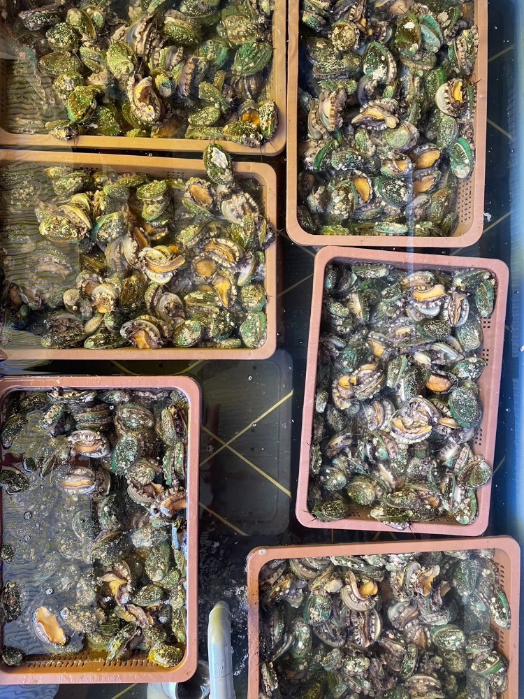 蝦夷アワビ　70−80gサイズ（韓国産・冷凍）10kg　