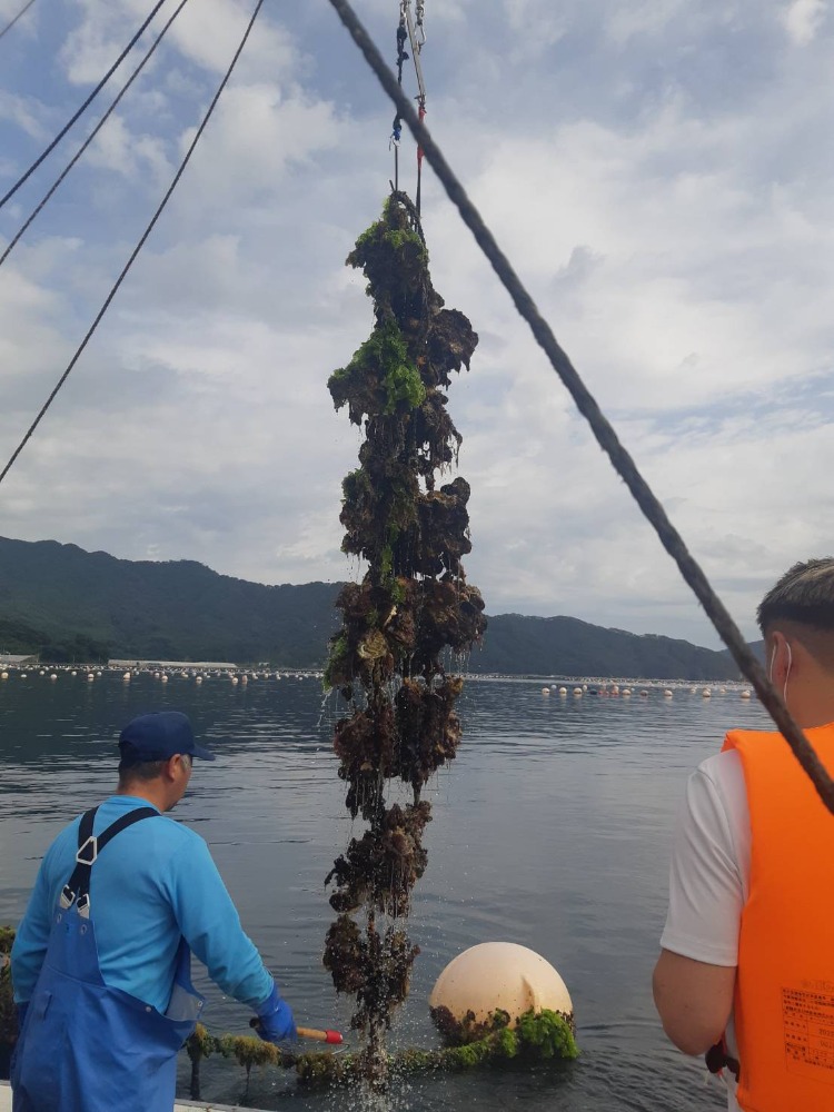 14kg　岩手県産　山田湾　殻付き牡蠣（冷凍）