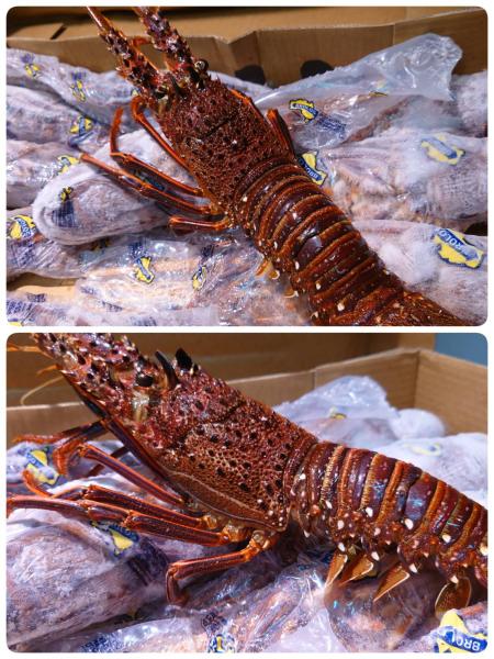 鮮度抜群！　生食用　西オーストラリア産　イセエビ　400/450