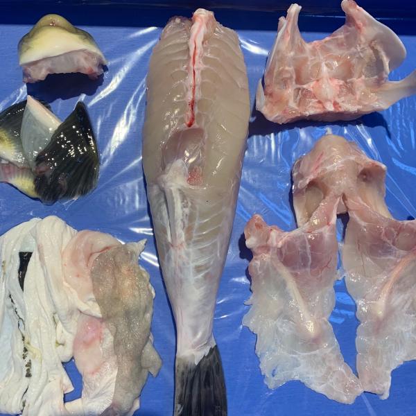 養殖トラフグ・ミガキ