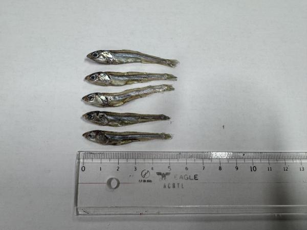 【新物】極上　田作り（ごまめ）大分産