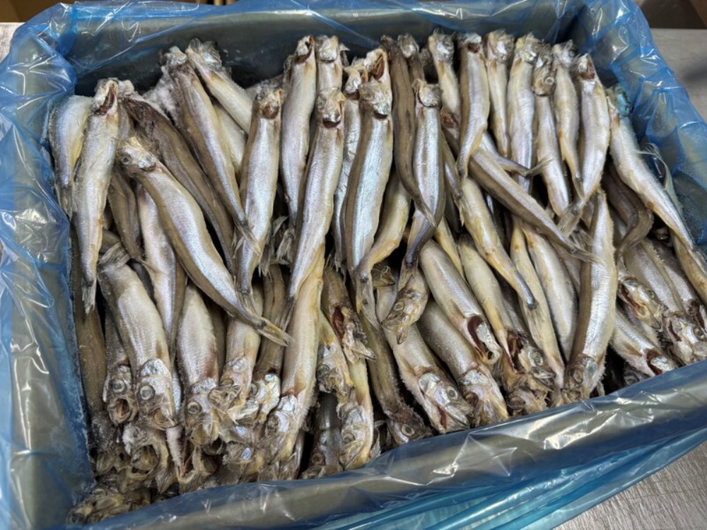 �y�����ʁz�q�����������3L