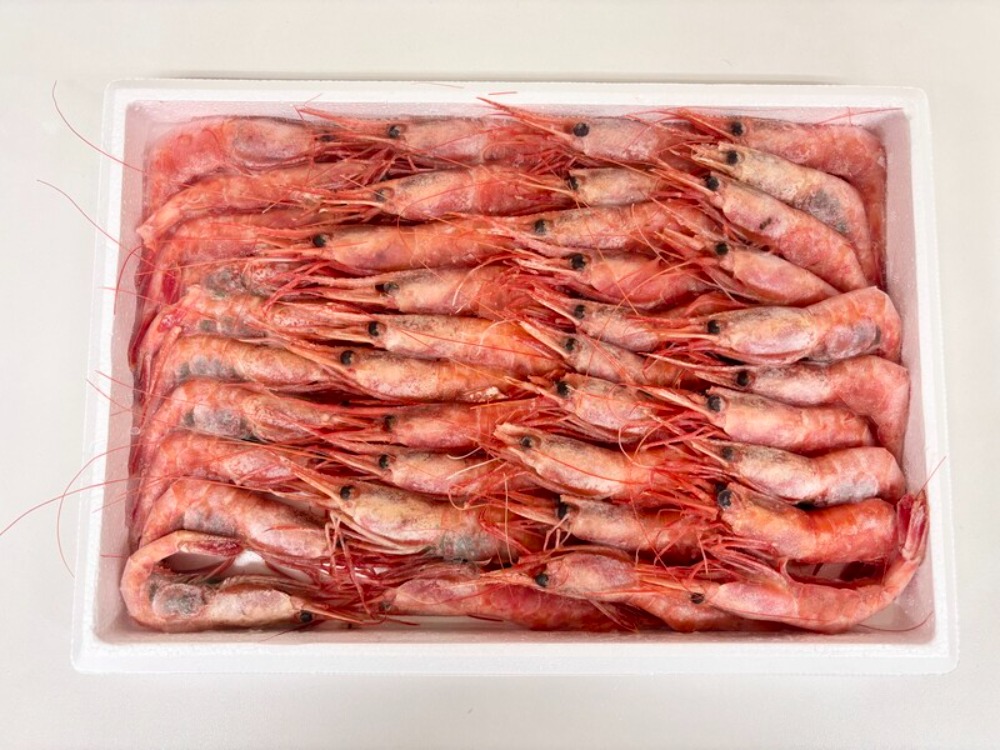 【生食用】鳥取産　有頭甘海老（えび）Mサイズ　40尾/500g