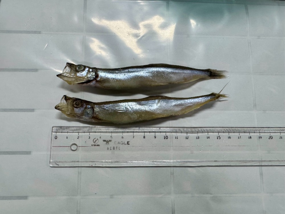 子持ちししゃも3L