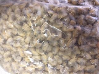 ボイル剝きあさりB級サイズ　