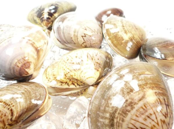 殻付　はまぐり　2L　サイズ　500g　約7/9個　ばら売り　