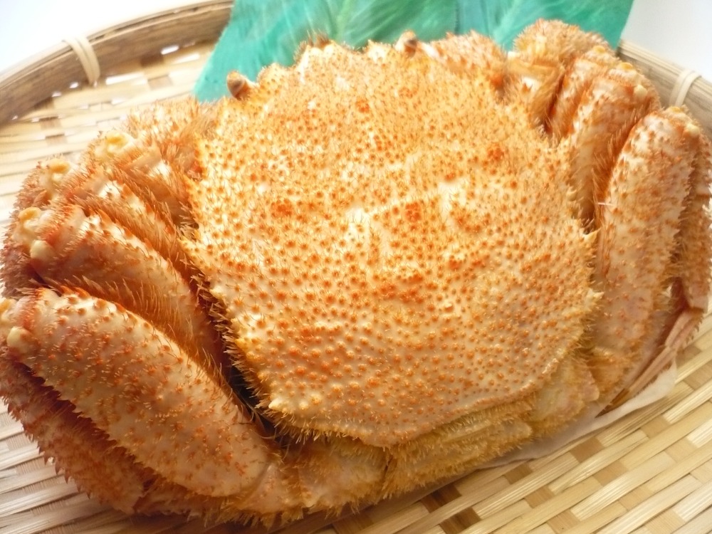 北海道産 毛ガニ 7尾/4kg 約600g 3特 堅蟹 1尾バラ 北海道産 毛ガニ 7尾/4kg 約600g 3特 堅蟹 1尾バラ