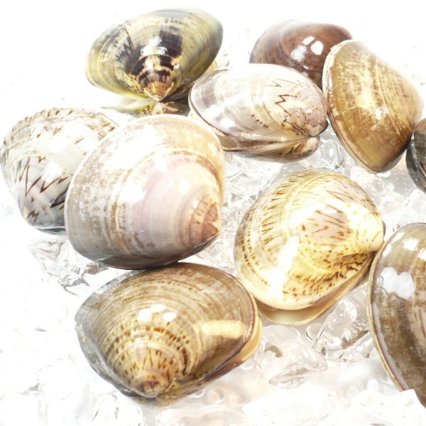殻付　はまぐり　L　サイズ　500g　約10/15個　ばら売り　