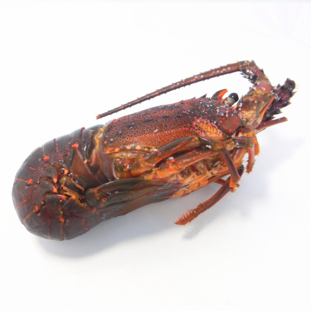 千葉県産　伊勢海老　300/400ｇ　生凍結　加熱用　国産