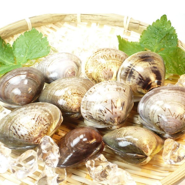 殻付　はまぐり　L　サイズ　500g　約10/15個　ばら売り　