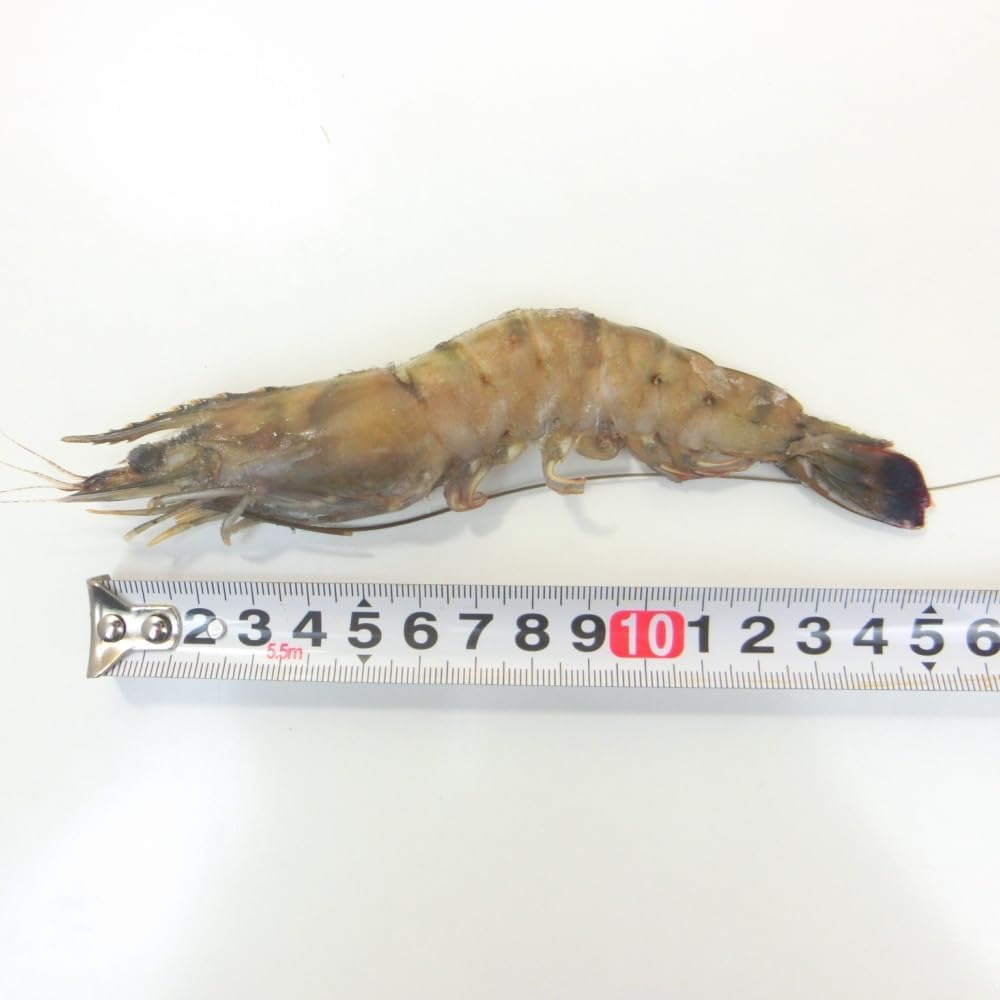 マダガスルージュ　プレミアム　生食可能　35/40