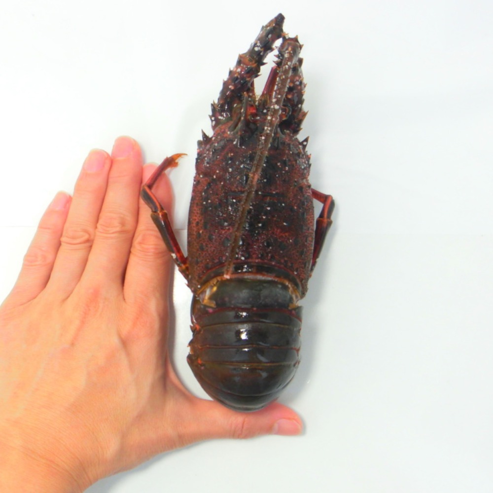 千葉県産　伊勢海老　300/400ｇ　生凍結　加熱用　国産