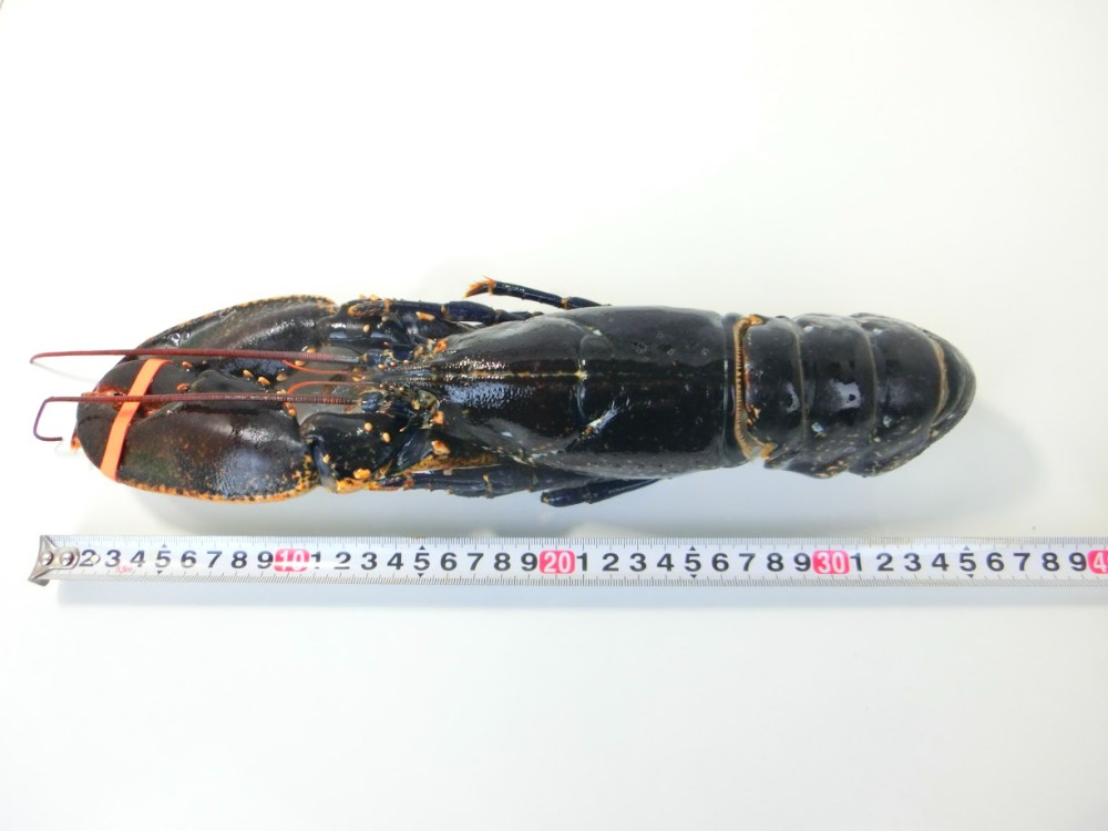 ブルーオマール　約500g前後　ホール　冷凍　数量限定