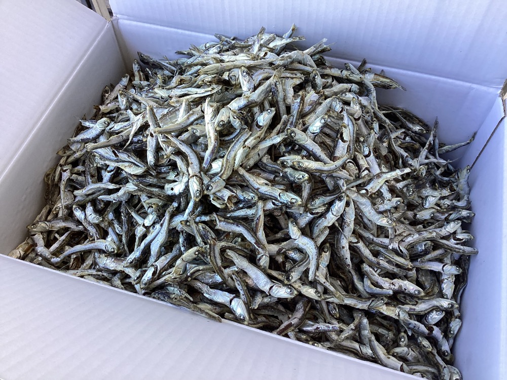 瀬戸内産　白片口お買い得A品（煮干し・いりこ・白口）