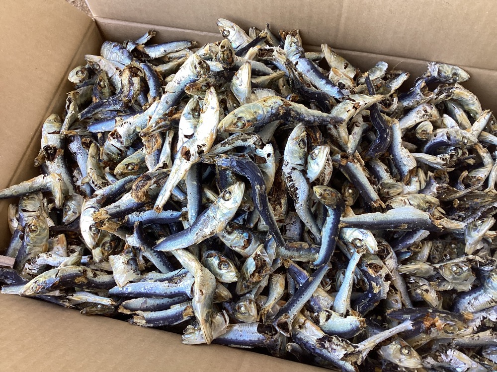 熊本県牛深産　平子煮干（真いわし・煮干し・いりこ）