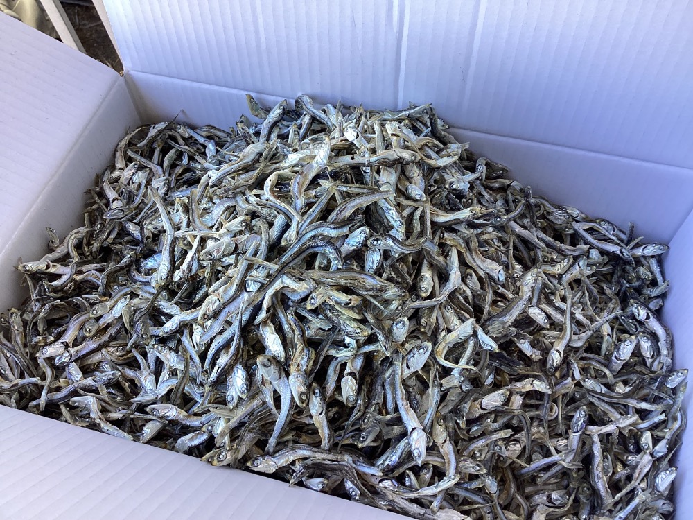 大津産　特上白口煮干（白口いわし・煮干し・いりこ）