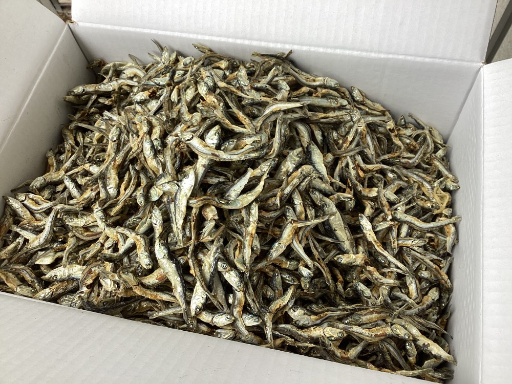 長崎県産煮干　鬼お買い得　C品　片口煮干し・いりこ・白口