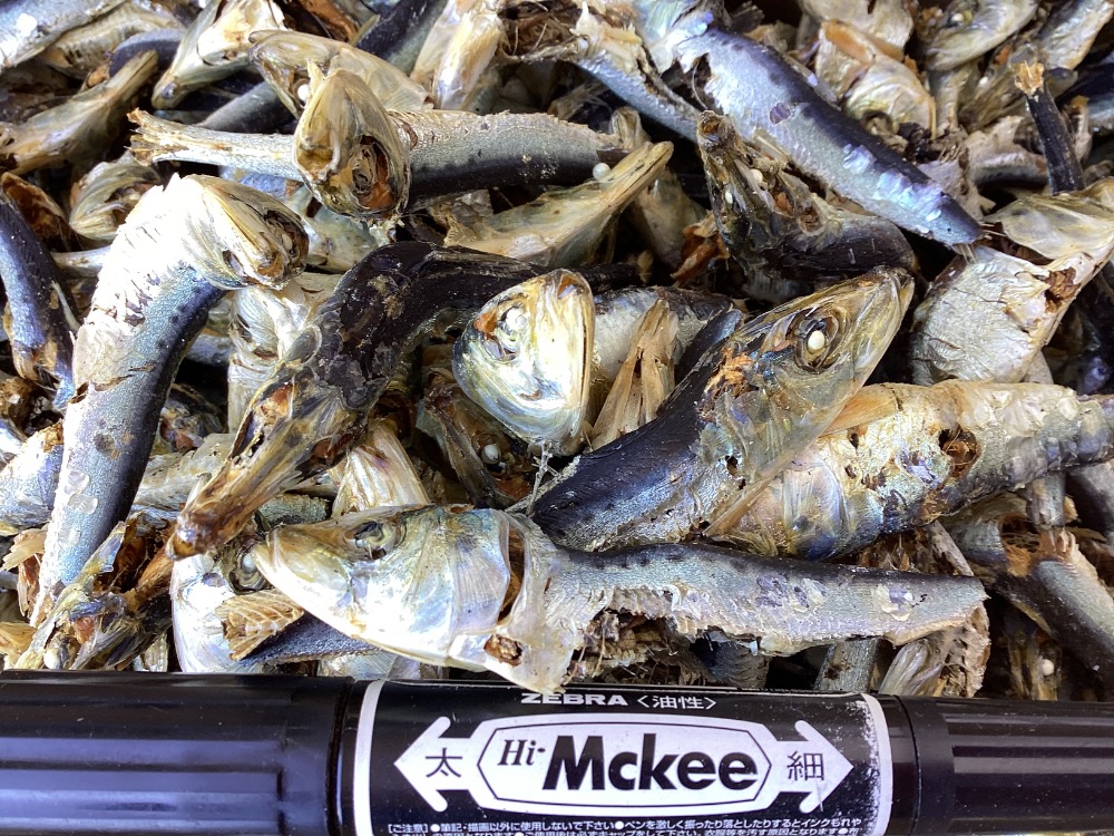熊本県牛深産　平子煮干（真いわし・煮干し・いりこ）