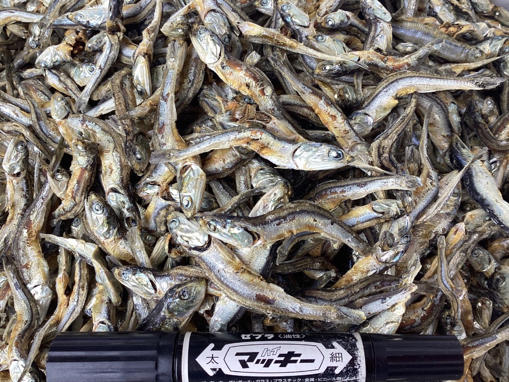 長崎県産煮干　鬼お買い得　C品　片口煮干し・いりこ・白口