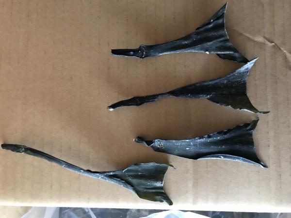 白口浜根昆布　別規格【北海道産　10kg　送料込】