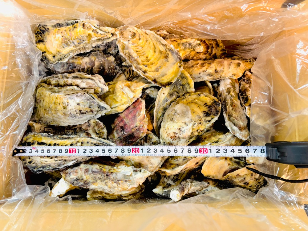 宮城県産　冷凍殻付き牡蠣　10k（80-100個）／箱