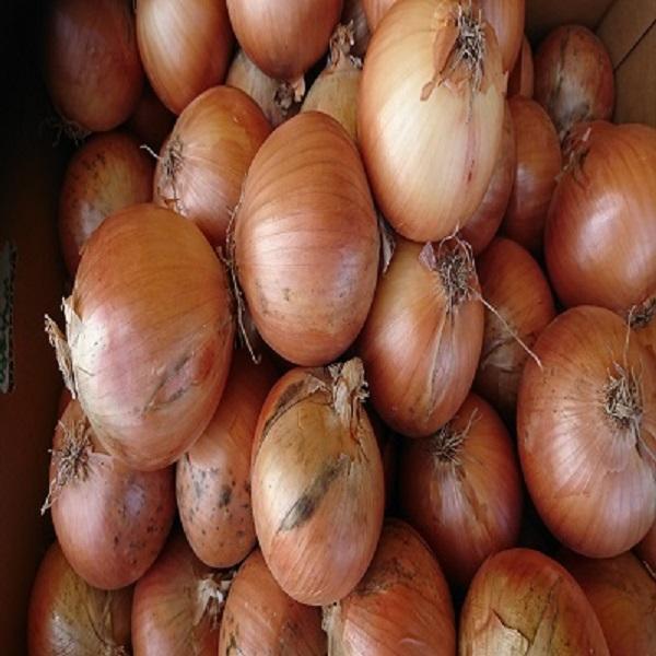 北海道産　たまねぎ　L大サイズ　20kg