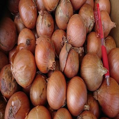 �k�C���Y�@���܂˂��@S�T�C�Y�@10kg