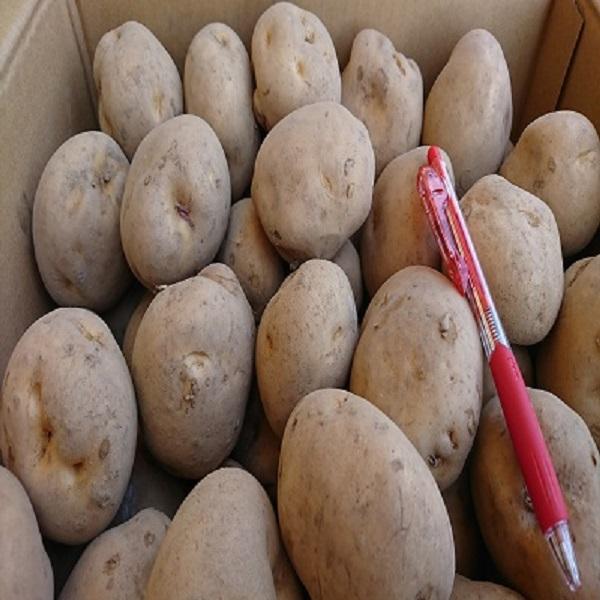 北海道産　馬鈴薯　じゃがいも　男爵LMサイズ　10kg