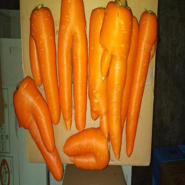栃木県　人参アロマレッド　訳あり品