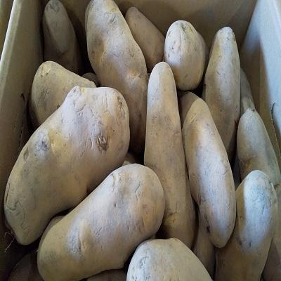 �k�C���Y�n�鏒�@���Ⴊ�����@���[�N�C��3L�T�C�Y�@���G�@10kg