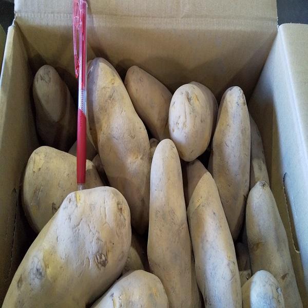 北海道産馬鈴薯　じゃがいも　メークイン3Lサイズ　特秀　10kg