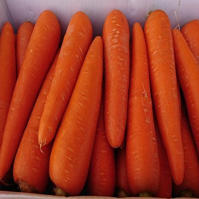 �k�C���Y�@�����Y�@�l�Q�@L�T�C�Y